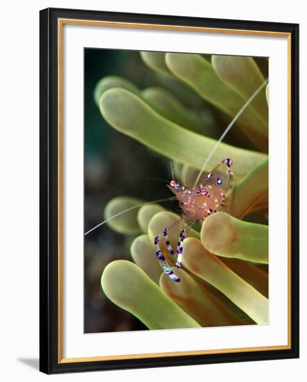 Anemone Shrimp (Periclimenes Holtuisi), Philippines, Southeast Asia, Asia-Lisa Collins-Framed Photographic Print