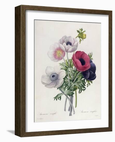 Anemone: Simple, from "Les Choix Des Plus Belles Fleurs"-Pierre-Joseph Redouté-Framed Giclee Print