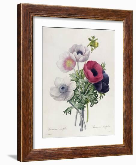 Anemone: Simple, from "Les Choix Des Plus Belles Fleurs"-Pierre-Joseph Redouté-Framed Giclee Print