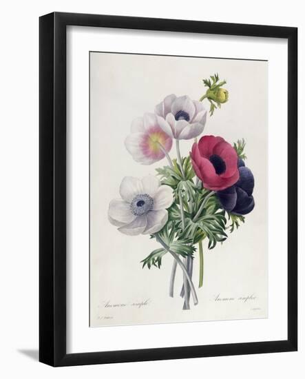 Anemone: Simple, from "Les Choix Des Plus Belles Fleurs"-Pierre-Joseph Redouté-Framed Giclee Print