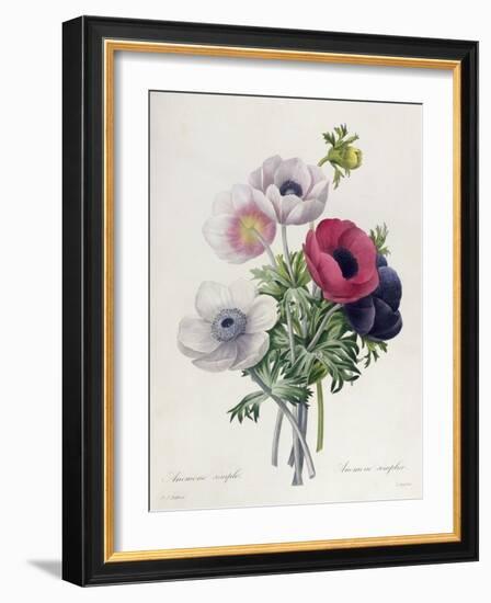 Anemone: Simple, from "Les Choix Des Plus Belles Fleurs"-Pierre-Joseph Redouté-Framed Giclee Print