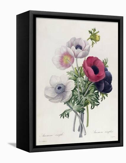 Anemone: Simple, from "Les Choix Des Plus Belles Fleurs"-Pierre-Joseph Redouté-Framed Premier Image Canvas