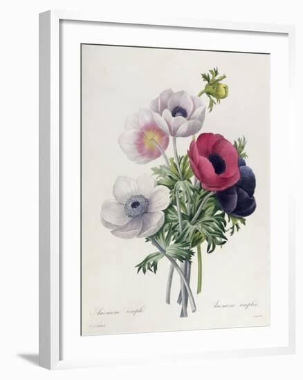 Anemone: Simple, from "Les Choix Des Plus Belles Fleurs"-Pierre-Joseph Redouté-Framed Giclee Print