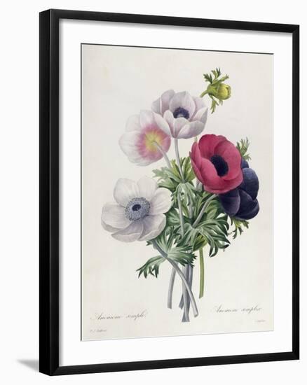 Anemone: Simple, from "Les Choix Des Plus Belles Fleurs"-Pierre-Joseph Redouté-Framed Giclee Print