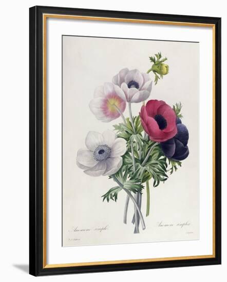 Anemone: Simple, from "Les Choix Des Plus Belles Fleurs"-Pierre-Joseph Redouté-Framed Giclee Print