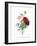 Anemone Simplex-Pierre-Joseph Redouté-Framed Giclee Print