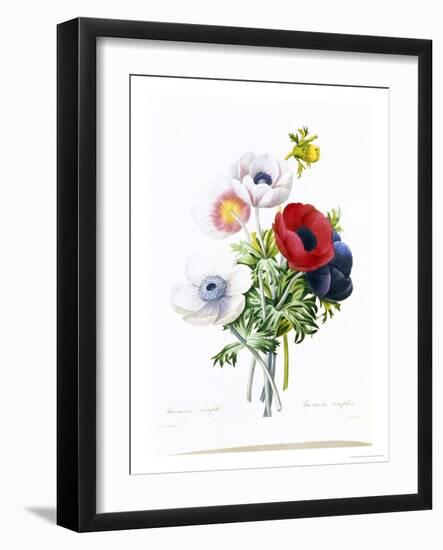 Anemone Simplex-Pierre-Joseph Redouté-Framed Giclee Print