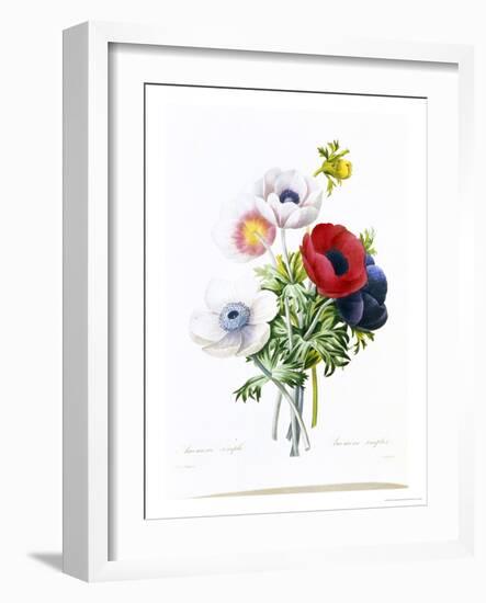 Anemone Simplex-Pierre-Joseph Redouté-Framed Giclee Print