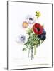 Anemone Simplex-Pierre-Joseph Redouté-Mounted Giclee Print