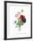 Anemone Simplex-Pierre-Joseph Redouté-Framed Giclee Print