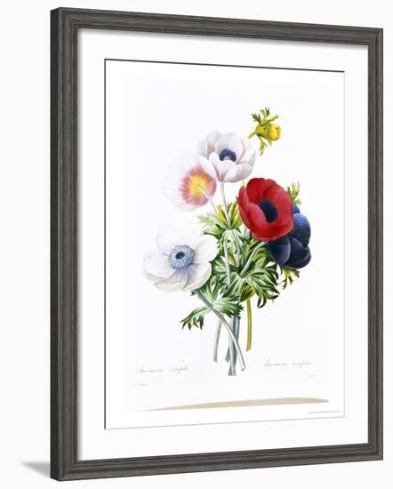 Anemone Simplex-Pierre-Joseph Redouté-Framed Giclee Print