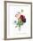 Anemone Simplex-Pierre-Joseph Redouté-Framed Giclee Print