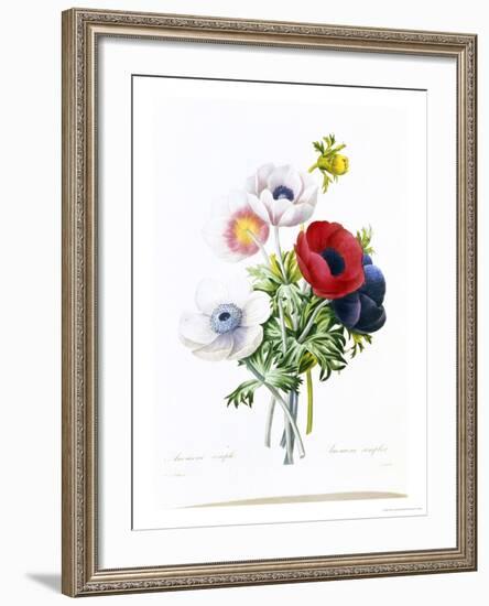 Anemone Simplex-Pierre-Joseph Redouté-Framed Giclee Print