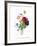 Anemone Simplex-Pierre-Joseph Redouté-Framed Giclee Print