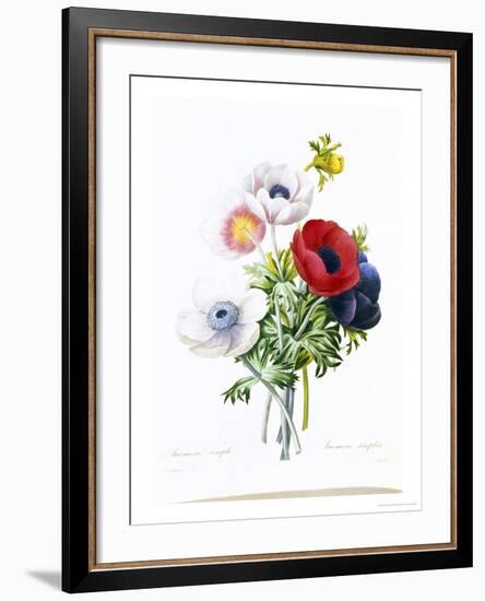 Anemone Simplex-Pierre-Joseph Redouté-Framed Giclee Print