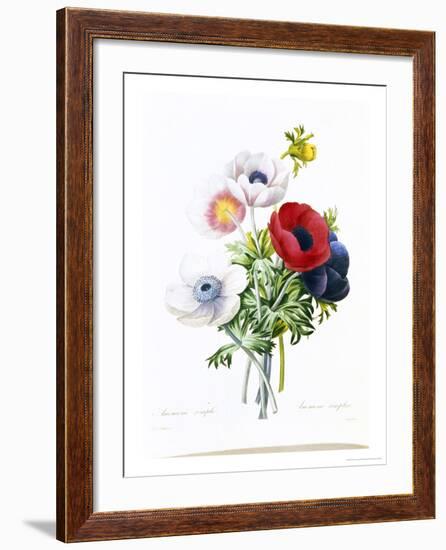 Anemone Simplex-Pierre-Joseph Redouté-Framed Giclee Print