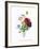 Anemone Simplex-Pierre-Joseph Redouté-Framed Giclee Print