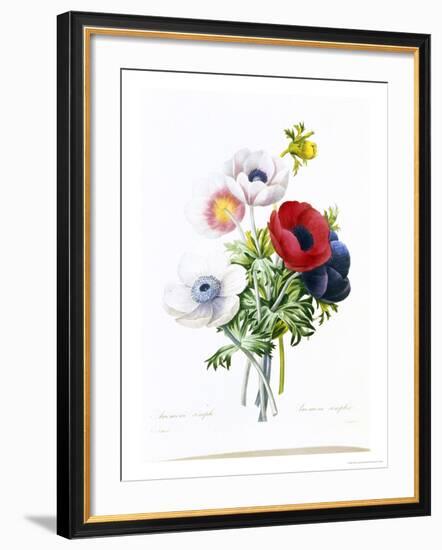 Anemone Simplex-Pierre-Joseph Redouté-Framed Giclee Print