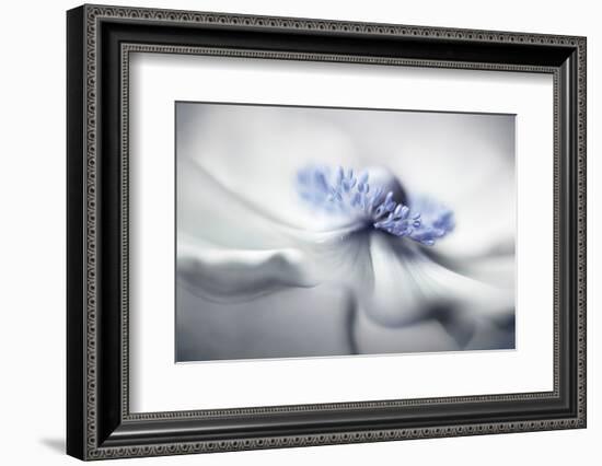 Anemone spirit-Mandy Disher-Framed Photographic Print