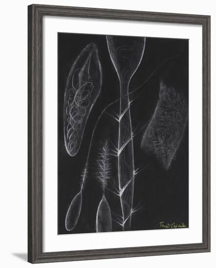 Anemone Stinging Cells-Philip Henry Gosse-Framed Giclee Print