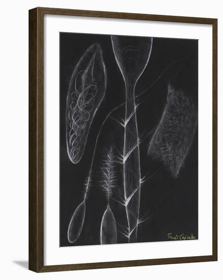 Anemone Stinging Cells-Philip Henry Gosse-Framed Giclee Print