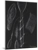 Anemone Stinging Cells-Philip Henry Gosse-Mounted Giclee Print