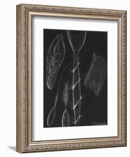 Anemone Stinging Cells-Philip Henry Gosse-Framed Giclee Print