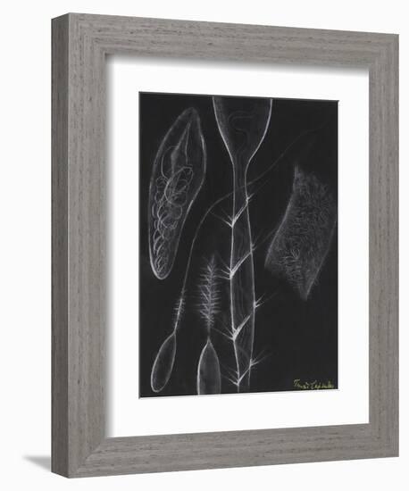 Anemone Stinging Cells-Philip Henry Gosse-Framed Giclee Print