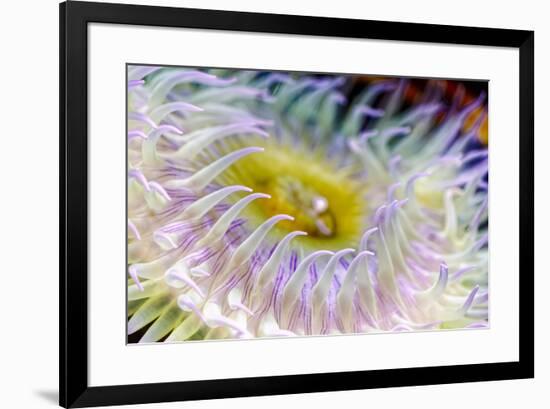 Anemone tentacles, Oregon Coast Aquarium, Newport, Oregon-Adam Jones-Framed Photographic Print