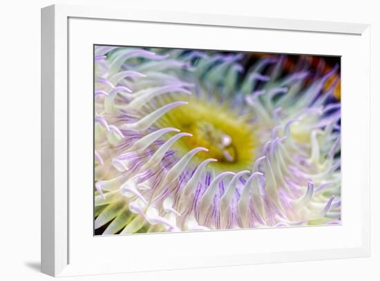 Anemone tentacles, Oregon Coast Aquarium, Newport, Oregon-Adam Jones-Framed Photographic Print