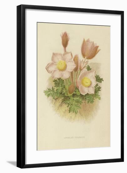 Anemone Vernalis-null-Framed Giclee Print