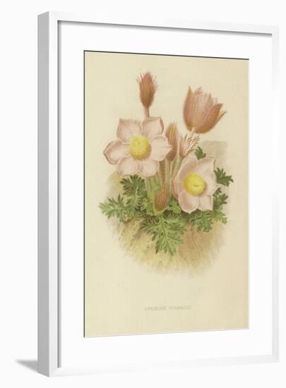 Anemone Vernalis-null-Framed Giclee Print