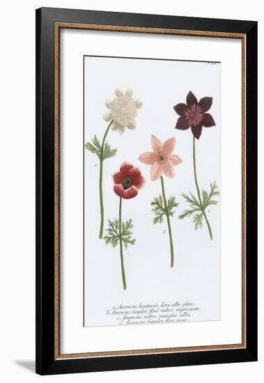 Anemone-Maria Mendez-Framed Giclee Print