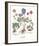 Anemone-Basil Besler-Framed Giclee Print