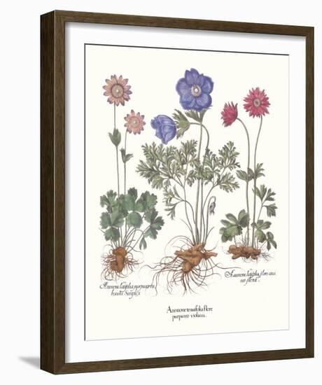 Anemone-Basil Besler-Framed Giclee Print