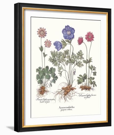 Anemone-Basil Besler-Framed Giclee Print