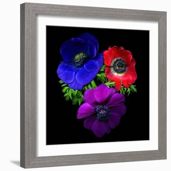 Anemone-Magda Indigo-Framed Photographic Print