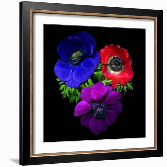 Anemone-Magda Indigo-Framed Photographic Print