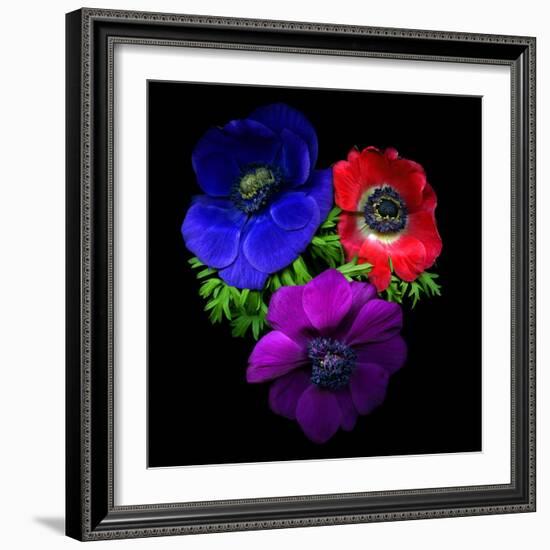 Anemone-Magda Indigo-Framed Photographic Print