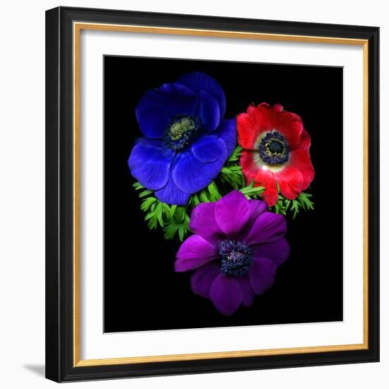 Anemone-Magda Indigo-Framed Photographic Print