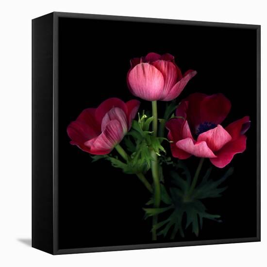 Anemone-Magda Indigo-Framed Premier Image Canvas