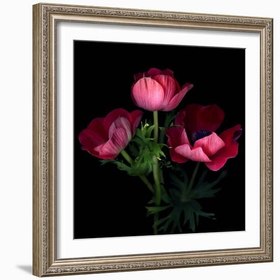 Anemone-Magda Indigo-Framed Photographic Print