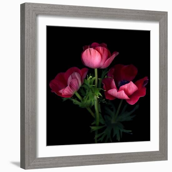 Anemone-Magda Indigo-Framed Photographic Print