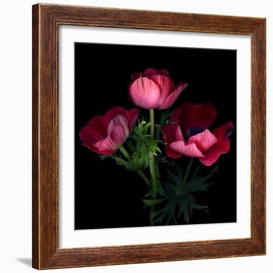 Anemone-Magda Indigo-Framed Photographic Print