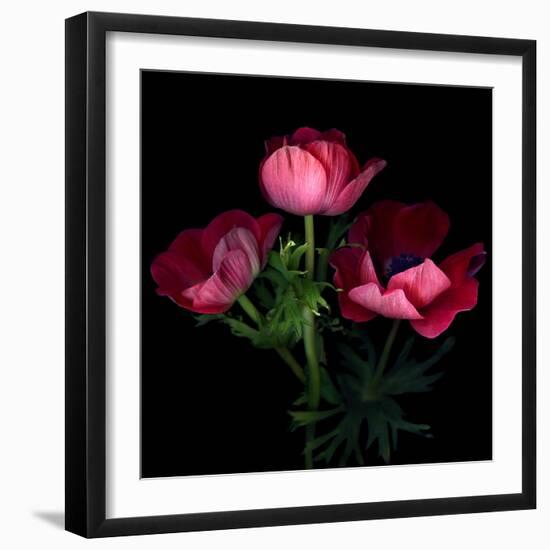 Anemone-Magda Indigo-Framed Photographic Print