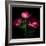 Anemone-Magda Indigo-Framed Photographic Print