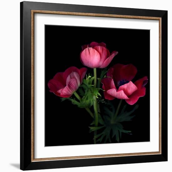 Anemone-Magda Indigo-Framed Photographic Print