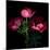 Anemone-Magda Indigo-Mounted Photographic Print