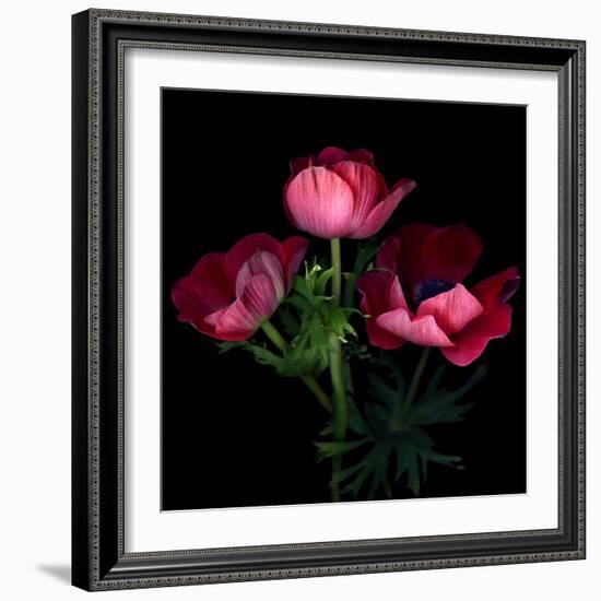 Anemone-Magda Indigo-Framed Photographic Print