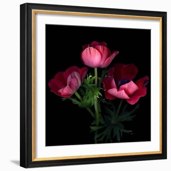 Anemone-Magda Indigo-Framed Photographic Print